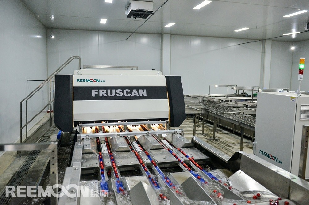 據東北新聞網報道，大連市櫻桃已經進入上市高峰期，從3月20日開始，每天至少有超過40萬斤的大連大櫻桃銷往全國各地。據從事多年果業物流的瓦房店櫻桃“大王”吳明果業總經理介紹：大連大櫻桃已經覆蓋了幾乎全國所有一二線城市市場，特別是京津翼地區和長三角市場。吳明果業經營的櫻桃在規模上，穩居全國第一，將