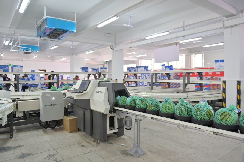 深圳市金津農產品有限公司（以下簡稱金津）經過十多年的發展，已成為同行業內具有強大實力的農業產業化公司，是國內少有的精品瓜品牌。憑借過硬的品質，進駐一線優質售賣渠道。偶然的一次種瓜，帶來豐收的意外之喜2007年，試種帥童西瓜，在香港市大賣，一時供不應求，金津開始規?；N植。擴大供應基地，實現周年供