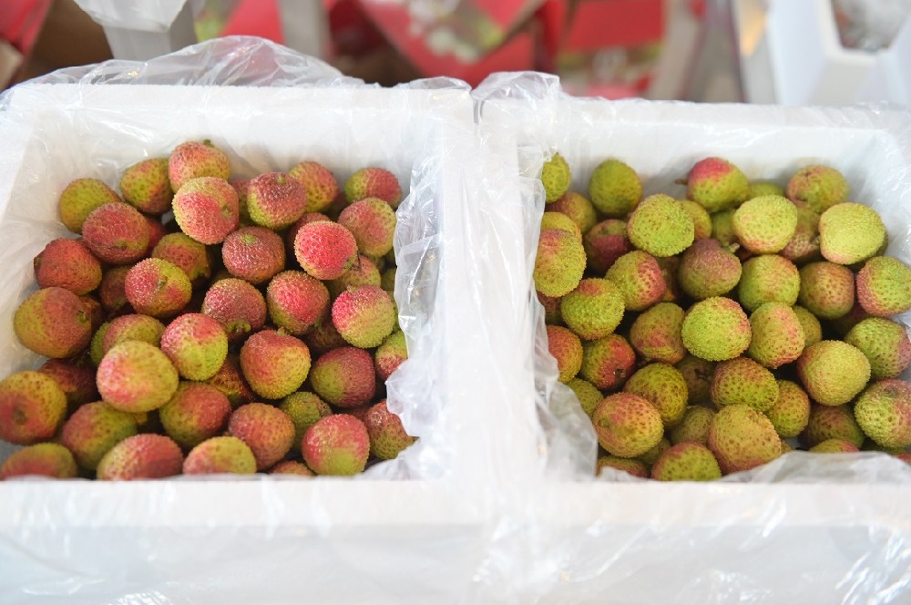 荔枝肉豐厚圓潤，吃起來清香綿軟、鮮嫩多汁、清甜可口，深受消費(fèi)者喜愛。但荔枝保鮮期期短，易腐壞，一日而色變，二日而香變，三日而味變。短短幾日的保鮮期，荔枝到達(dá)消費(fèi)者手中需要經(jīng)歷采摘、剪枝、預(yù)冷、分揀、包裝、運(yùn)輸?shù)拳h(huán)節(jié)，把新鮮的荔枝送到消費(fèi)者手上，這意味荔枝需要迅速完成采摘、剪枝、預(yù)冷、分揀、包