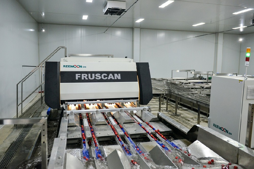 目前正是櫻桃的熱門期，消費(fèi)者購買情緒高漲，售價高、銷路好，進(jìn)口量大且逐年增加，從市場需求來看，櫻桃是一種極具發(fā)展?jié)摿Φ乃瑢佣嗟毓r(nóng)增收致富。目前，世界先進(jìn)國家的櫻桃平均畝產(chǎn)量高，品質(zhì)好，大果型硬肉優(yōu)質(zhì)果占比高。中國雖然是櫻桃生產(chǎn)和消費(fèi)大國，但與世界先進(jìn)國家相比，中國的櫻桃平均畝產(chǎn)偏低，