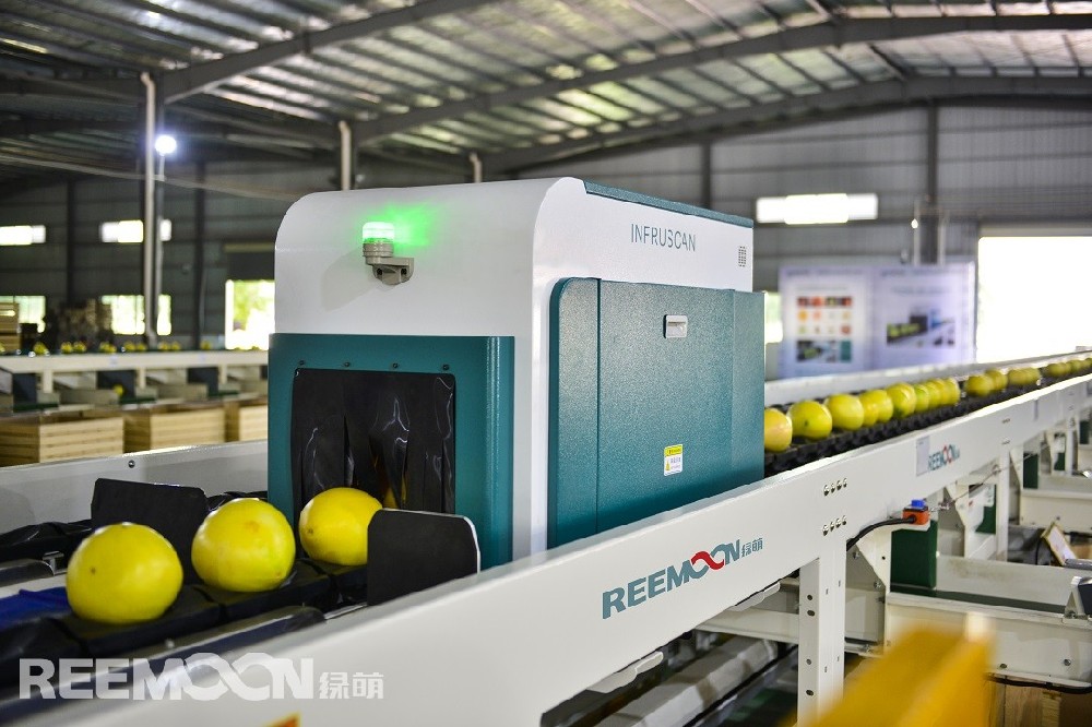 目前，我國是世界最大柚類主產國和消費國，柚類產業總產值超過千億元，已經成為我國南方地區農業農村經濟發展的重要支柱產業之一。近年來，我國柚果發展情況良好，但仍存在些許問題，柚類產業化程度低、生產配套設施有待完善、商品化處理程度低。柚果消費以傳統生鮮消費為主的情況下，可從市場破解柚果產業發展之難，從市場