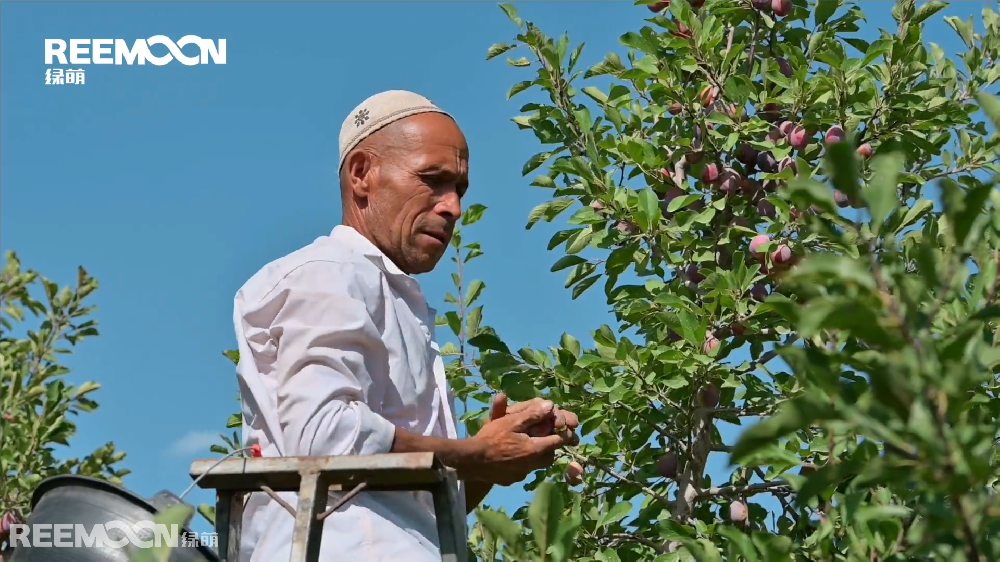 8月，新疆伽師縣的西梅掛滿枝頭，迎接來自全國四面八方的客商。作為新疆水果界的“后起之秀”伽師西梅，已經跨越天山被帶往中國最繁華的一、二線城市和國外市場。 近年來，伽師縣委、縣政府因勢利導實施優勢資源轉換戰略，加大產業結構調整力度，按照“優化產業結構、