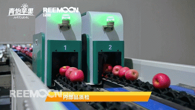 “我家住在黃土高坡，大風(fēng)從坡上刮過(guò)?！焙芏嗳藢?duì)于陜西的印象還停留在《黃土高坡》這首歌上。其實(shí)并非如此，如今的陜西就像是一個(gè)大型的果園，種滿(mǎn)了南北方的水果，是我國(guó)水果第一大省，其中蘋(píng)果種植面積最為廣闊。在陜西的洛川縣，農(nóng)民收入的95%都源于蘋(píng)果產(chǎn)業(yè)，“可以連皮吃”的青怡蘋(píng)果的源頭便是出自那里。青怡蘋(píng)果有著