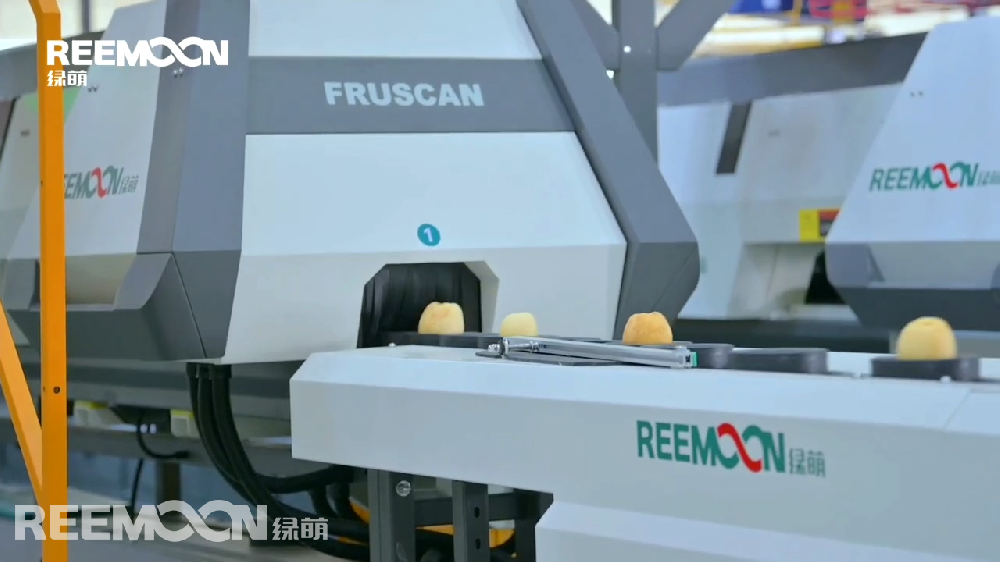 山東櫻聚緣農業科技發展股份有限公司，成立于2013年4月，是一家從種苗研發繁育，到蘋果種植，再到蘋果深加工的省級農業產業化龍頭企業和國家高新技術企業。走進櫻聚緣的加工車間，一條專門為櫻聚緣明星產品“威海金”而研發定制的綠萌呵福式蘋果智能自動化分選線映入眼簾。“威海金”挨個躺在分選線上的果杯內，逐一進行綠萌