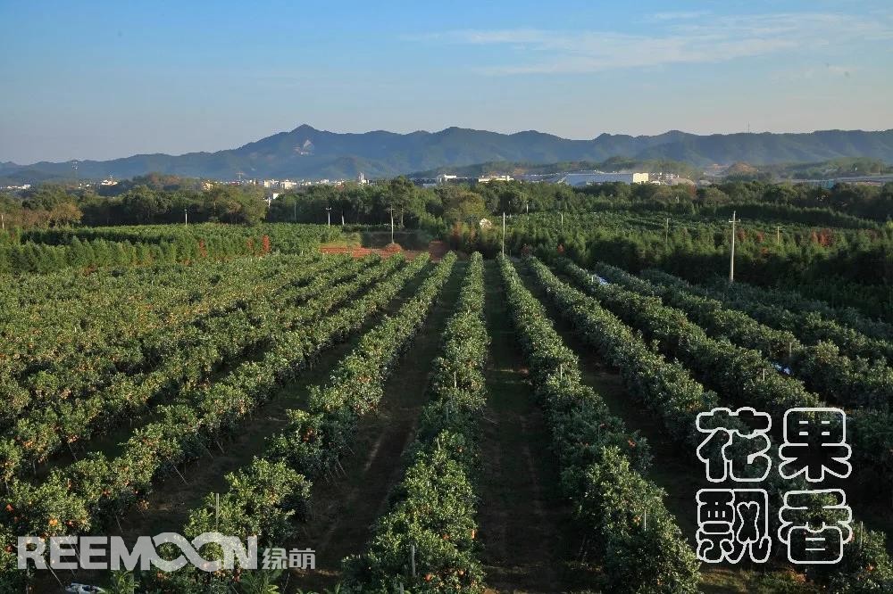 1641546203615655.jpg 寬行窄株的種植模式.jpg