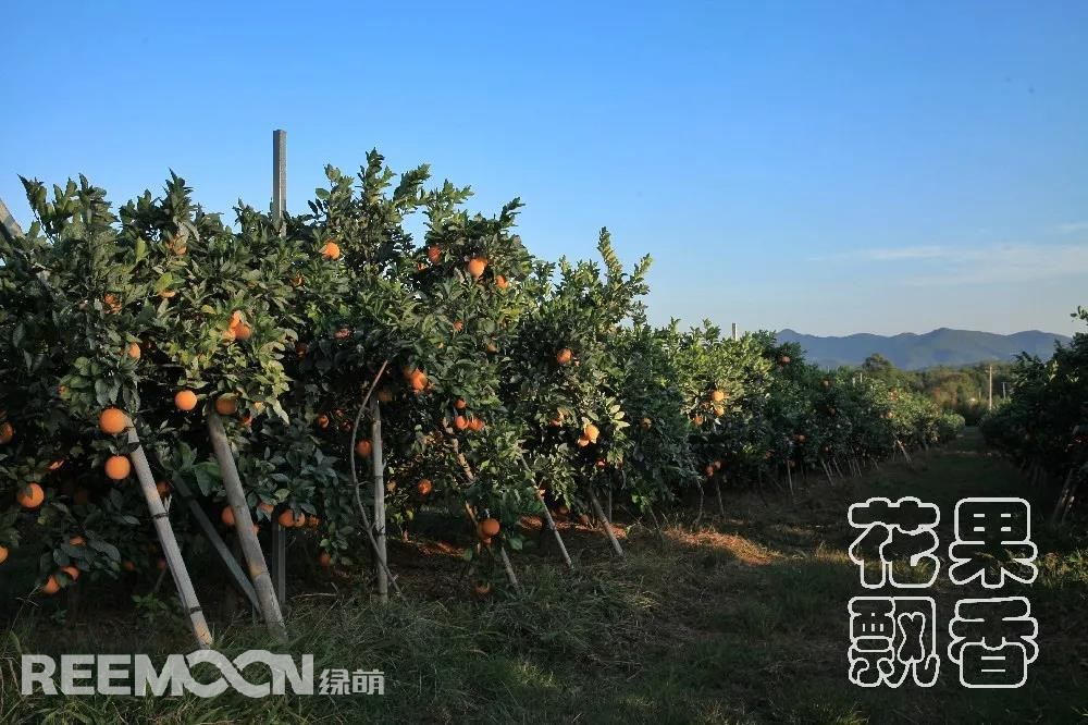 1641546319580397.jpg 行間寬敞的作業道.jpg