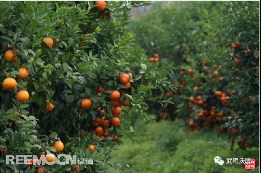 1642823416149099.jpg 1.jpg