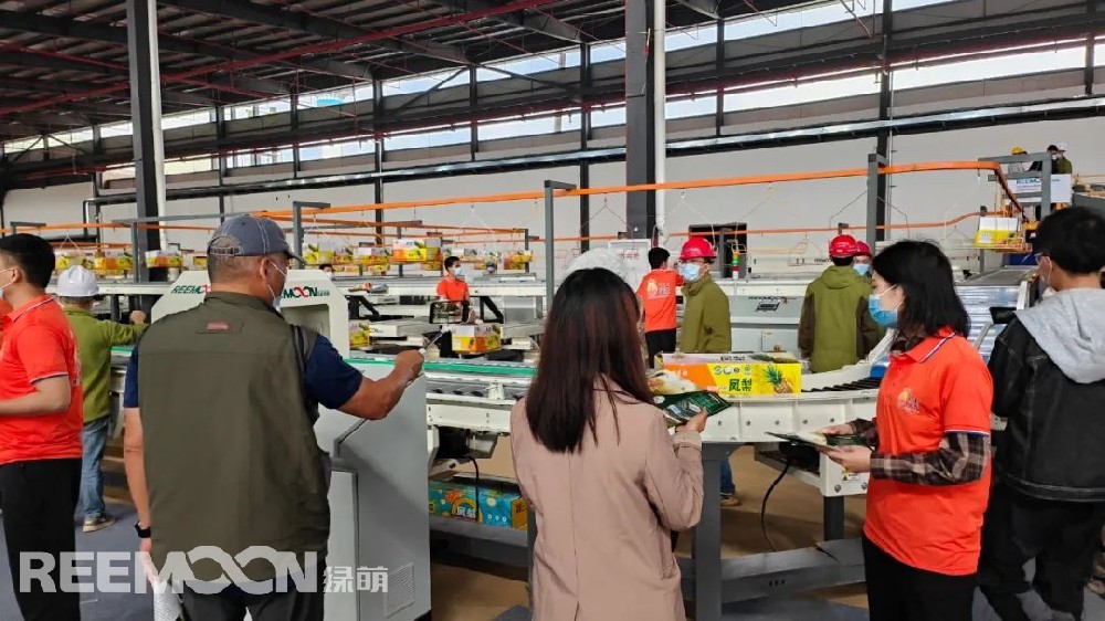 機器人上料、水洗、烘干、內(nèi)部品質(zhì)檢測、裝箱……伴隨著菠蘿分選設(shè)備 “繁忙喧鬧”的運行景象，2022年廣東“菠蘿的海”百千田頭直播開鑼暨全球采購商大會在廣東徐聞RECP菠蘿國際交易中心同步進行。廣東省徐聞縣地處中國大陸最南端，被稱為“中國菠蘿之鄉(xiāng)”， 有“菠蘿的海”美譽，全縣種植面積達35萬畝，年產(chǎn)量約70萬噸，被