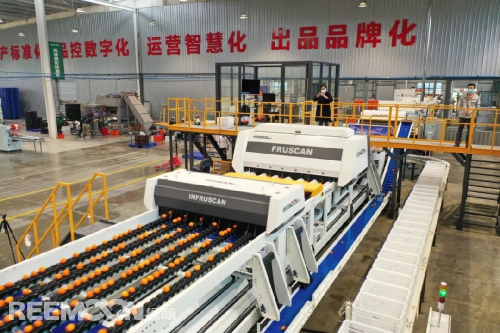 沃野千里綠,果園萬木春。在南寧正欣農(nóng)業(yè)的長平沃柑果園內(nèi)，一壟壟果樹整齊地排列于地頭，一顆顆成熟的沃柑在綠葉的映襯下，顯得格外鮮艷誘人。采摘人員在果園內(nèi)來回穿梭，忙著將成熟的沃柑摘下、裝箱。據(jù)悉，該果園的每一顆沃柑都利用GPS定點種植，采用寬行窄距的種植模式，在便于機械化操作的同時，確保每顆沃柑都能充分享