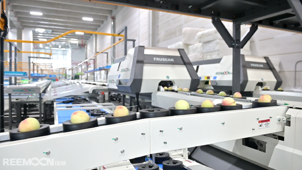 夏季好“豐”景,甜蜜好時光。在這個瓜果飄香的季節，奉化“歡喜奉桃”在眾多水果中C位出道。表面吹彈可破、色澤粉中透紅、輪廓飽滿圓潤、桃尖小巧精致，是“歡喜奉桃”的最基本的外觀標準。但隨著消費者對水果品質的要求越來越高，保證水果品質的穩定性變得至關重要，這也成為了“歡喜奉桃”品牌運營商奉化農商發展集團所面