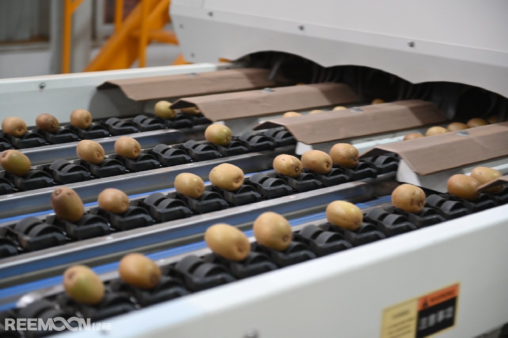 陜西周至縣南依秦嶺，北臨渭水，日照充足，雨水充沛，土壤肥沃，周至獼猴桃細膩多汁、酸甜可口，周至縣也是世界公認的獼猴桃最佳優生區和最大的生產基地之一。近年來，周至縣大力發展獼猴桃產業，獼猴桃已發展成為周至縣全面推進鄉村振興的特色主導產業。以陜西楊氏農業發展有限公司（以下簡稱“楊氏農業”）為典型的企業，