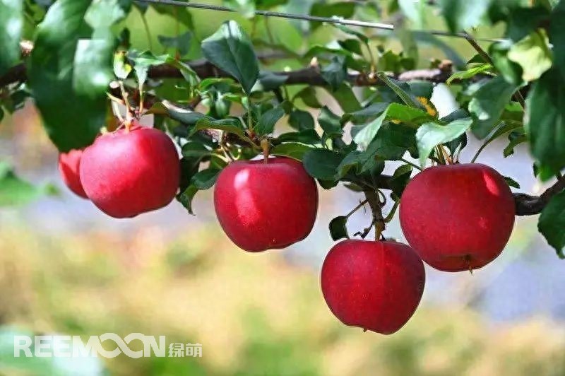 中國是世界上最大的蘋果生產國，也是全球最大的蘋果消費國。每年的7-9月是蘋果大量采摘上市的季節，蘋果產地分布范圍廣，河北、山東、陜西、山西、甘肅、新疆等地區均大量種植，年產量超過4000萬噸。中國的蘋果產業鏈較為完整，涵蓋了種植、采摘、分選、包裝、加工和銷售等環節。蘋果采后分選實現了蘋果品質標準化處理，提高