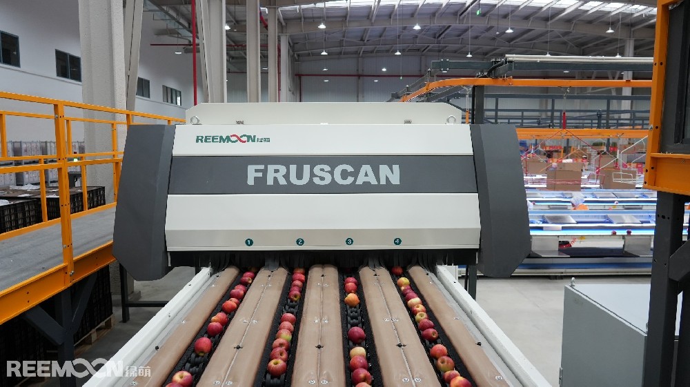 8月的烏蒙山區，沉甸甸的蘋果掛滿枝頭，這里是云南省昭通市魯甸縣，中國南方優質蘋果的生產基地。這里地處烏蒙山區腹地海拔1950米至2200米，被譽為“蘋果之城”。低緯度、高海拔的高原氣候類型，是蘋果最佳種植區。光照充足，土質肥沃，晝夜溫差大，產出的蘋果色澤鮮艷、甜酸適度、肉質細膩、鮮嫩多汁。眼下，正是昭通蘋果大