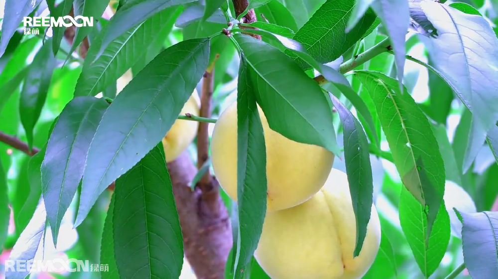 初秋時(shí)節(jié)，德新鎮(zhèn)的高山生態(tài)黃桃也迎來了大量成熟上市的季節(jié)，滿園桃樹枝葉繁茂，一顆顆拳頭大小的黃桃掛滿枝頭，陣陣桃香令人“桃”醉。負(fù)責(zé)采摘的工人們穿梭在桃林間，正忙著將成熟的黃桃采收、裝筐、運(yùn)輸。德新鎮(zhèn)位于貴州省黔南州貴定縣，環(huán)境優(yōu)越，雨量充沛，氣候溫和，是高山生態(tài)黃桃種植的最佳適宜區(qū)，產(chǎn)出的黃桃以皮