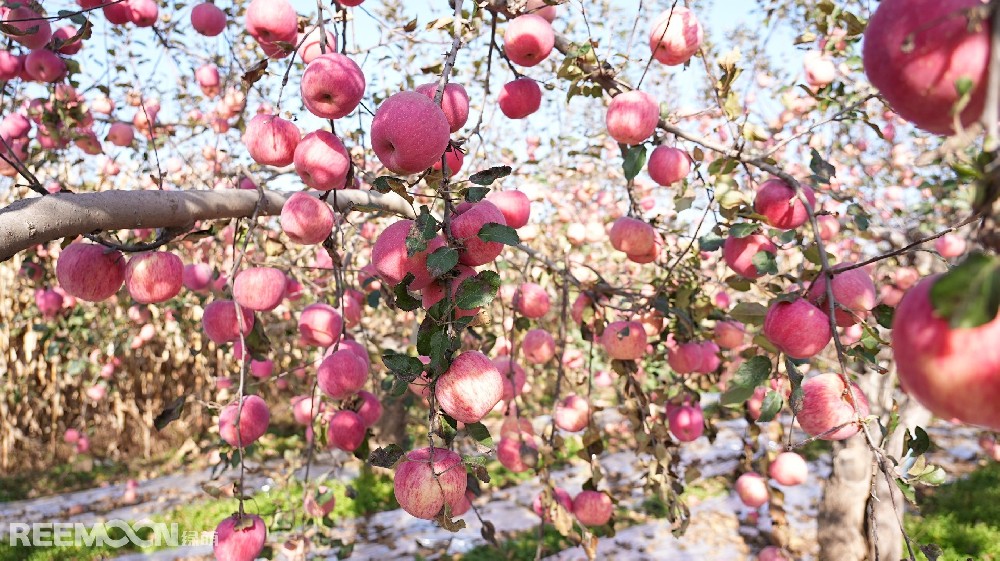 目前，電商直播已成為水果銷售的重要方式，通過將商家和消費者直接連接起來，面對面交流，提供實時的水果展示和購物體驗分享，直觀的展示水果的采摘包裝場景，迅速建立起消費者的信任。作為以電商銷售渠道為主的水果企業，自然搭檔在自媒體孵化上大量布局，旗下擁有【自然搭檔】【自然搭檔－尋味秦川】兩個百萬粉絲級賬號。