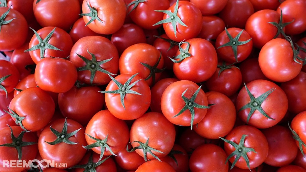 在信息化時代的今天，人工智能正日益滲透到各行各業，為傳統產業的轉型升級帶來全新機遇。“AI分選”作為一種先進的智能化技術，正在為果蔬產業帶來創造性的變革。近日，浙江省溫州市蒼南縣番茄分揀中心正式投入使用，綠萌“AI分選”在這里大顯身手，為番茄高標準生產提供了強大的技術支持。蒼南縣近年來大力發展番茄產業，