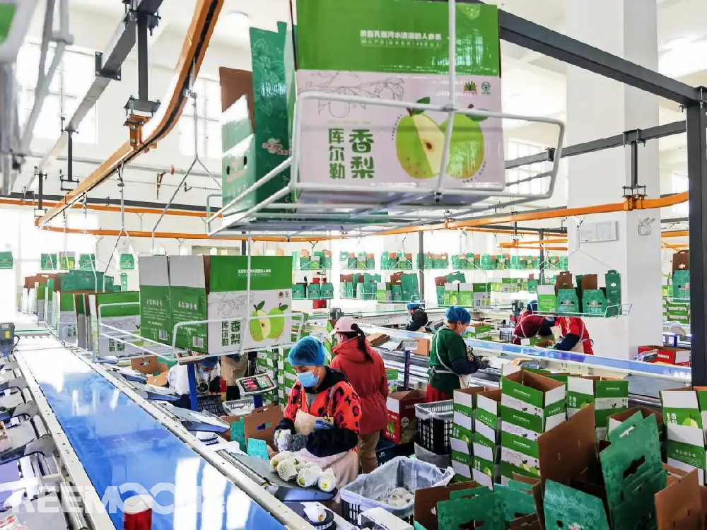 每個(gè)香梨都被放在專屬的小托盤里，從傳送帶上“走”到電腦稱重的“過(guò)道”里，被分為180克以上、160克至180克、140克至160克、120克至140克、100克至120克等各個(gè)規(guī)格，分為不同級(jí)別后，一個(gè)個(gè)香梨“躺”著被電腦指令輸送到不同的級(jí)別通道中，順著傳送帶就送到了包裝工人的手邊，他們?cè)僖粋€(gè)個(gè)套上保鮮紙和發(fā)泡網(wǎng)，頭頂上傳送的