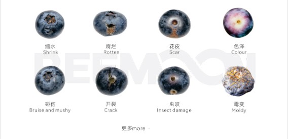 1759976625866530.jpg 藍(lán)莓瑕疵.jpg